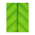 Green Leaf Postcard