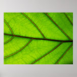 Green Leaf poster
