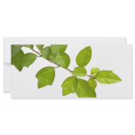 Green leaves rack cards