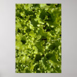 Green lettuce print