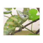 Green Lizard postcards