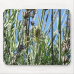 Green Lynx Spider in Lavender mousepads