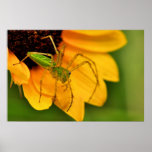 Green Lynx Spider Posters