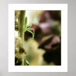 green lynx spider posters
