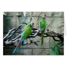 Green McCaws Greeting Cards