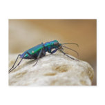 Green Metallic Tiger Beetle Postcard.