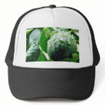 Green Meyer Lemon hats