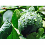 Green Meyer Lemon photo sculptures
