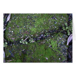 Green moss cards