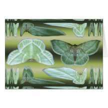 Green Moth ~ card