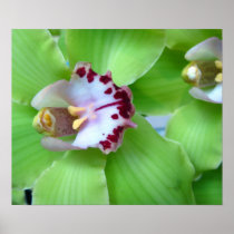 Green Orchids - Prints, Canvas, Framed