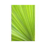 Green Palm Frond Wrapped Canvas Print
