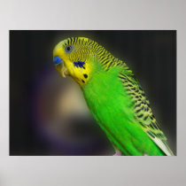 Green Parakeet Portrait Prints