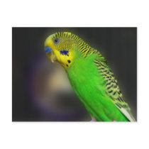 Green Parakeet Postcards