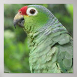 Green Parrot Photo Print