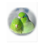Green parrotlet pair post cards
