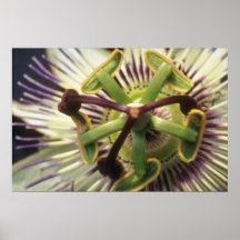 Green Passiflora flowers Posters