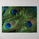 Green Peacock Feather