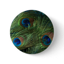 Green Peacock Feathers