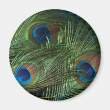 Green Peacock Feathers Fridge Magnets