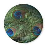 Green Peacock Feathers magnets