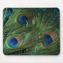 Green Peacock Feathers
