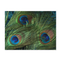 Green Peacock Feathers
