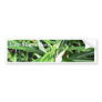 Green Plant Bumper Sticker