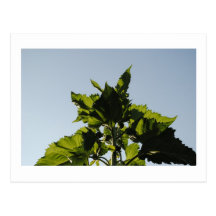 Green Plants Postcard