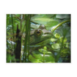 Green Pond Frog Postcard
