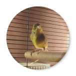 Green roller Canary magnets