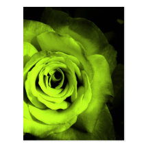 Green Rose Postcards