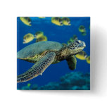 Green Sea Turtle buttons