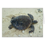 Green sea turtle cards