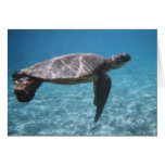 Green Sea Turtle Card