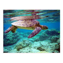 Green sea turtle (Chelonia mydas) Post Cards