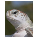 Green Sea Turtle flyers