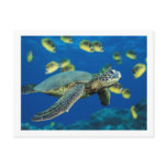 Green Sea Turtle Postcard
