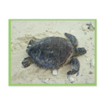 Green sea turtle postcards