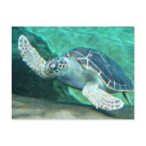 Green Sea Turtle Postcard
