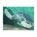 Green Sea Turtle Postcard