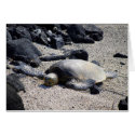 Green Sea Turtle Sunning Itself, Hawaii, Card