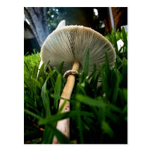 Green Spored Lepiota Postcard