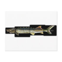 Green Sturgeon - Acipenser medirostris Post Card