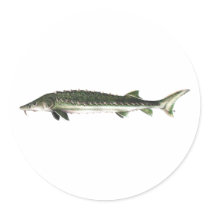Green Sturgeon - Acipenser medirostris Stickers