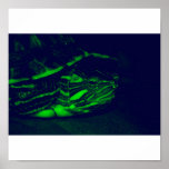 Green Terrapin posters