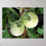 Green Tomatoes Posters
