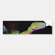 Green Tree Boa Stretching Bumper Sticker