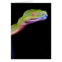 Green Tree Boa Stretching Card