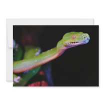 Green Tree Boa Stretching Announcement